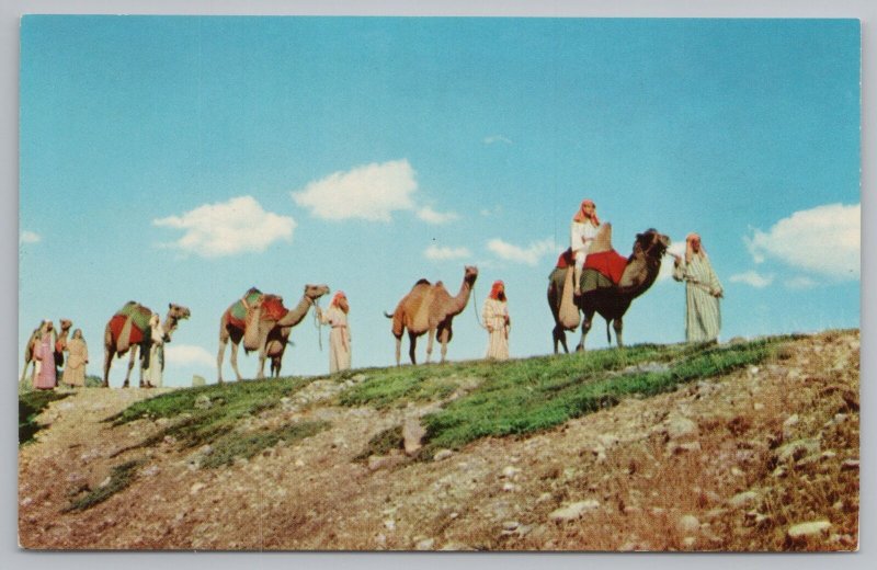 Animal~Camel Caravan As Use In Black Hills Passion Play~Vintage Postcard 