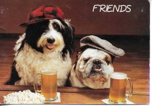 Two dogs. Friends  Humorous Modern Italian  photo postcard 1970s