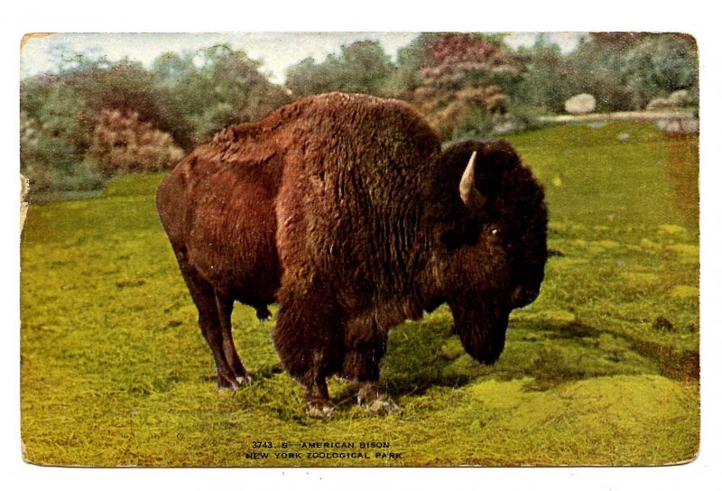 American Bison