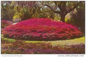 North Carolina Wilmington Azalea Mound Orton Plantation