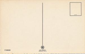 Surprised Fawn - Startled Deer - Animal