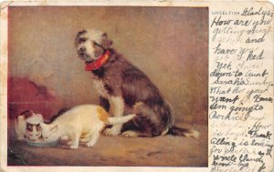 UNSELFISH DOG CATS DRINKING MILK ANDOVER OHIO POSTCARD 1907
