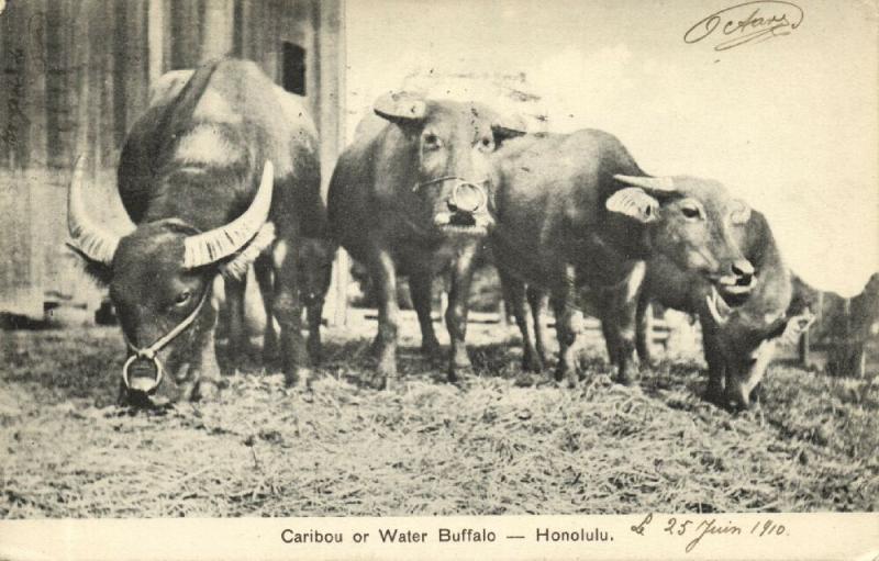 hawaii, HONOLULU, Caribou or Water Buffalo (1910) Stamp