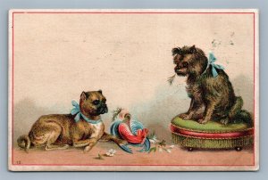 FANCY DOGS SILVER STAR BAKING POWDER VICTORIAN TRADE CARD DAYTON OH