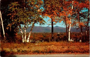 Vermont - Green Mountains - Picturesque Birches - [VT-113]