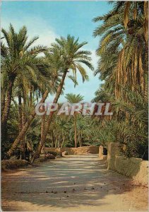 Postcard Modern South Moroccan Palmeraie date palms