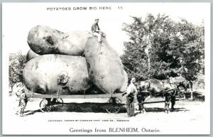 BLENHEIM ONTARIO CANADA EXAGGERATED POTATOES VINTAGE REAL PHOTO POSTCARD RPPC