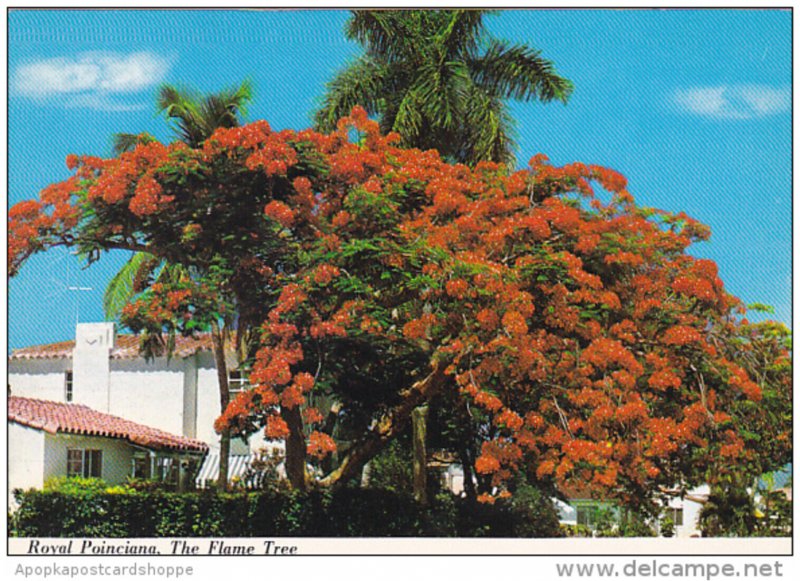 Florida Flowers Royal Poinciana Tree or Flame Tree