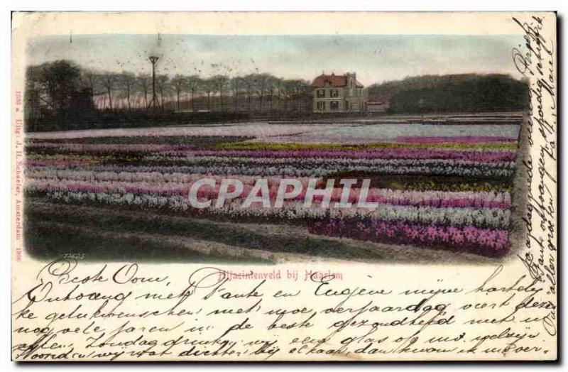 Postcard Old Pitjacintenveld BJI Haarlem