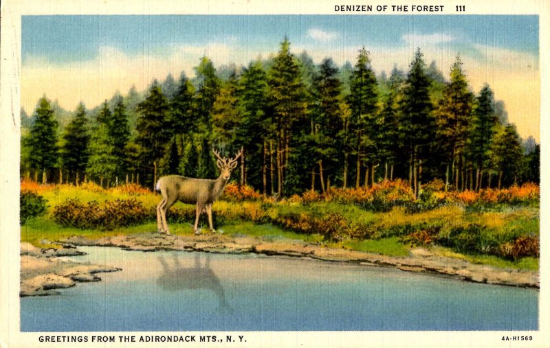 NY - Adirondacks, Deer