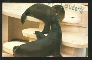 Sea Lions Post Card PPC1048