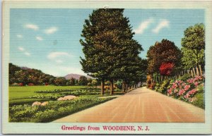 VINTAGE POSTCARD LANDSCAPED THROUGHFARE THROUGH WOODBINE NJ c. 1940 [pinhole]