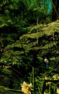 Hawaii Kilauea Crater Tree Fern Forest