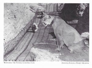 George L Mountain Lion Watches Arizona-Sonora Desert Museum Tucson 4 by 6