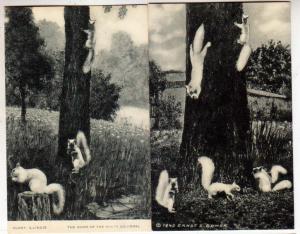 2 - White Squirrels, Olney Ill