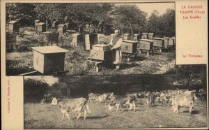 Bee Apiary La Grande Trappe Soligny-la-Trappe Orne France c1910 Postcard