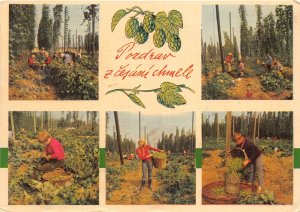 US89 former Cehoslovakia 1968 picking grapes in orchard wine czech Slovakia