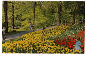 Tulips Along Park Driveway, Ottawa, Ontario, Flowers