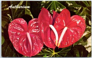 Postcard - Red Anthurium - Hawaii