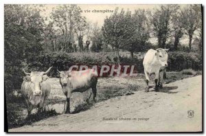 Old Postcard Folklore Life champetre Oxen going to weighing