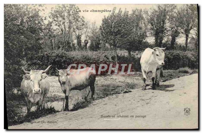 Old Postcard Folklore Life champetre Oxen going to weighing