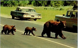 YELLOWSTONE NATIONAL PARK, WY BEARS Wowing the TOURISTS  c1960s  Cars  Postcard