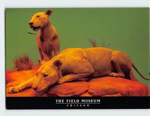 Postcard Two lions The Field Museum Chicago Illinois USA