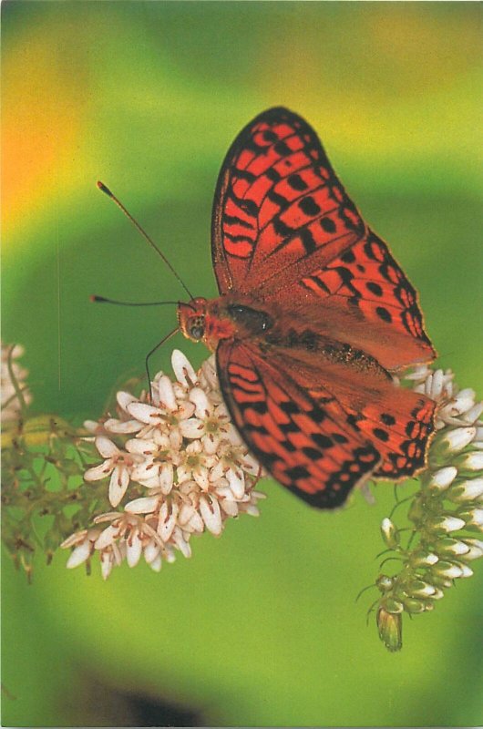 red butterfly on a flower side view Postcard