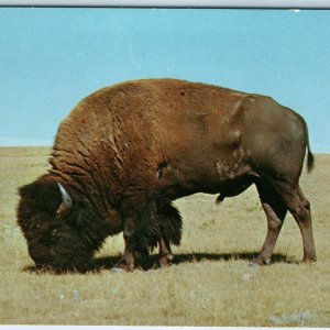 c1960s Hot Springs, SD North American Bison Buffalo RARE Hi-Lo Market Stamp A222