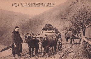 Cordemois Lez Bouillon Cattle Driving Transport Old Belgium Postcard