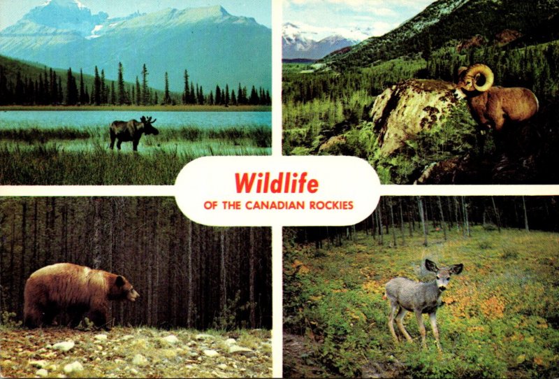 Canada Wildlife Of The Canadian Rockies Multi View