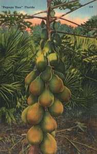 Vintage Postcard Papaya Tree Florida Tropical Fruit Medicinal Edible Delicious