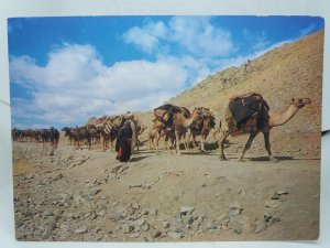 Kuchi Caravan on the Road to Bamiyan Afghanistan Vtg Postcard 1969 Camels Train  