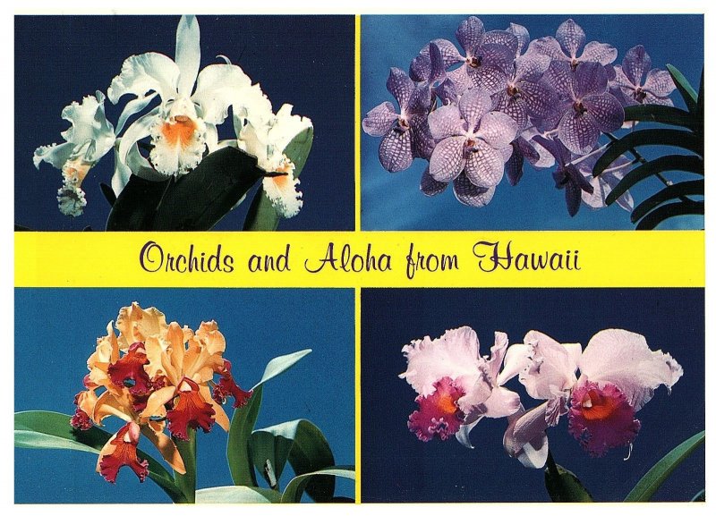 Exotic Orchids Come In Many Hues Bloom in Clusters Hawaii Postcard Posted 1984