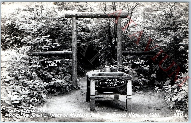 c1940s Redwood Highway, CA RPPC Trees Mystery Park Primitive Area Zan Photo A164