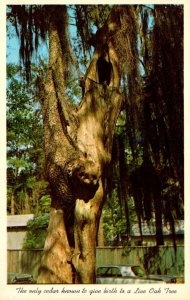 Louisiana Covington Cedar Tree With Live Oak Growing Out Of The Split