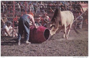 Calgary Stampede, Brahma Bull, Clown, CALGARY, Alberta, Canada, 40-60´s