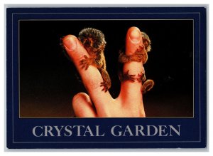 Postcard Canada Crystal Garden Victoria B. C. Pygmy Marmoset Continental Card