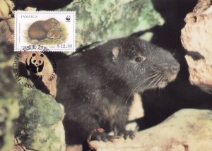 Jamaican Hutia Rat WWF Rare Stamp First Day Cover Postcard