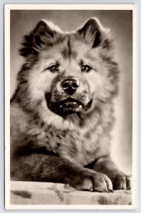 Amsterdam~Possible Siberian Husky/European Spitz Cross Dog~Studio Portrait RPPC