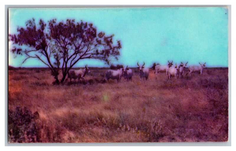 Vintage Postcard TX Brahma Cattle On Range In Texas