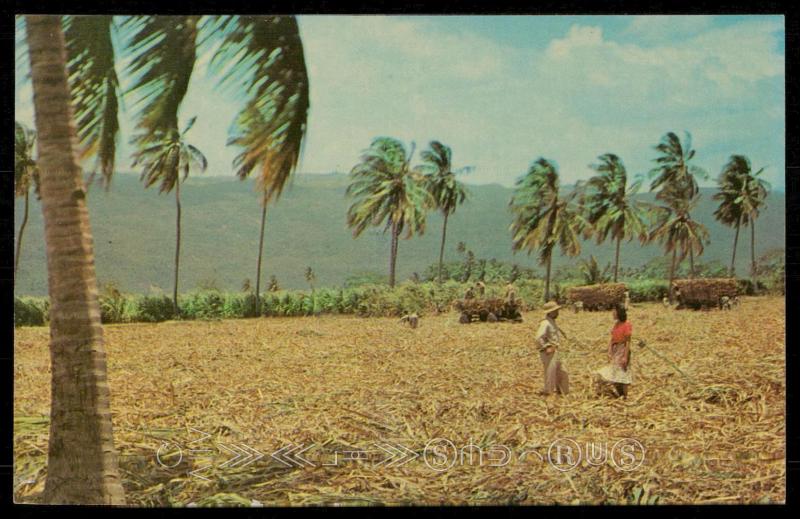 Harvesting Sugar Cane, JAMAICA