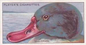 Player Cigarette Card Curious Beaks No 42 Sheldrake