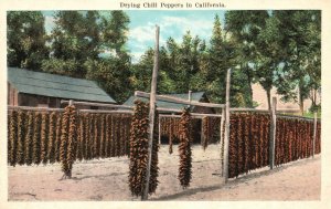 Vintage Postcard 1920's Drying Chili Peppers in California H.S. Kress & Co. Pub