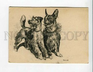 3157227 FRENCH BULLDOG & FOX-TERRIER Airedale Terrier Vintage