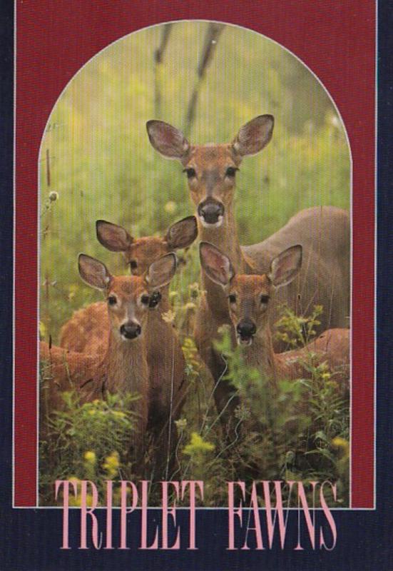 Minnesota Wildlife White Tail Deer Triplet Fawns