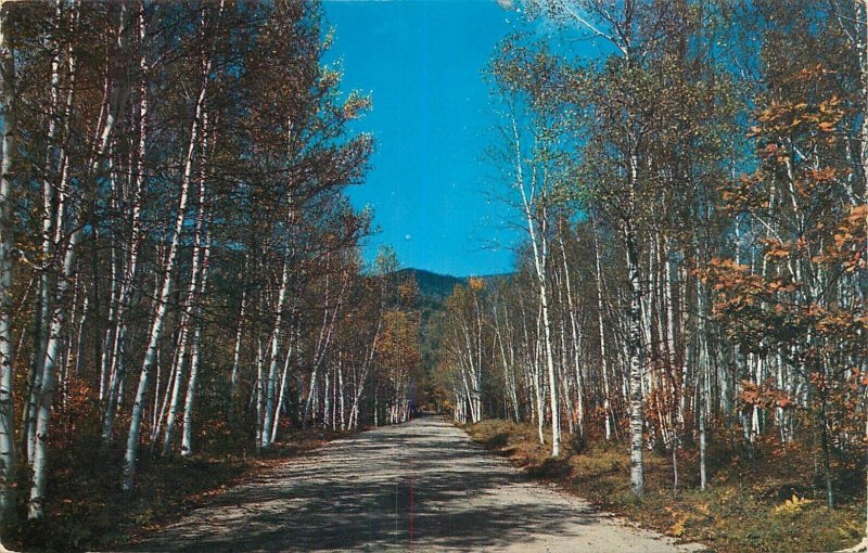 United States White Mountains Birch Road at Passaconway