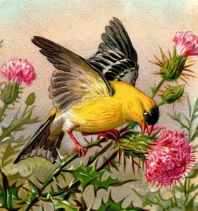 1888 New England Bird Series G.E. Marsh Soap The Goldfinch #S