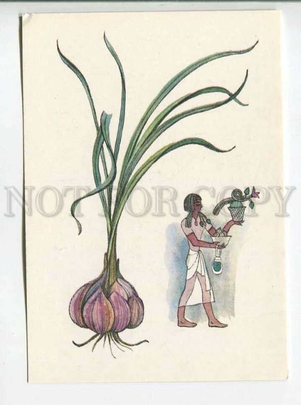 483877 USSR 1986 year artist Barbotchenko history spice plants garlic postcard