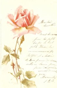 Beautiful rose, by Caytherine Klein Old vintage German   postcard